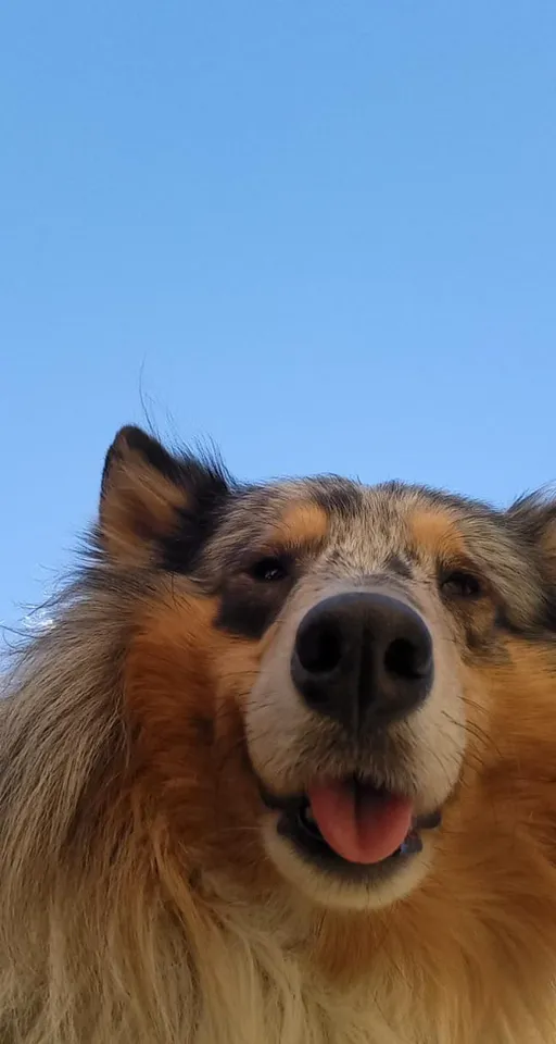 a close up of a dog with a blue sky in the background