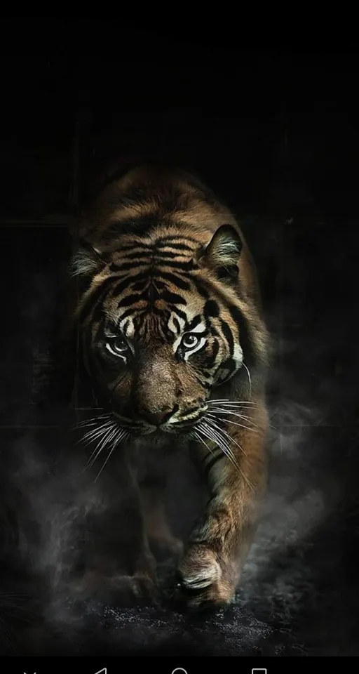 a tiger walking across a black background