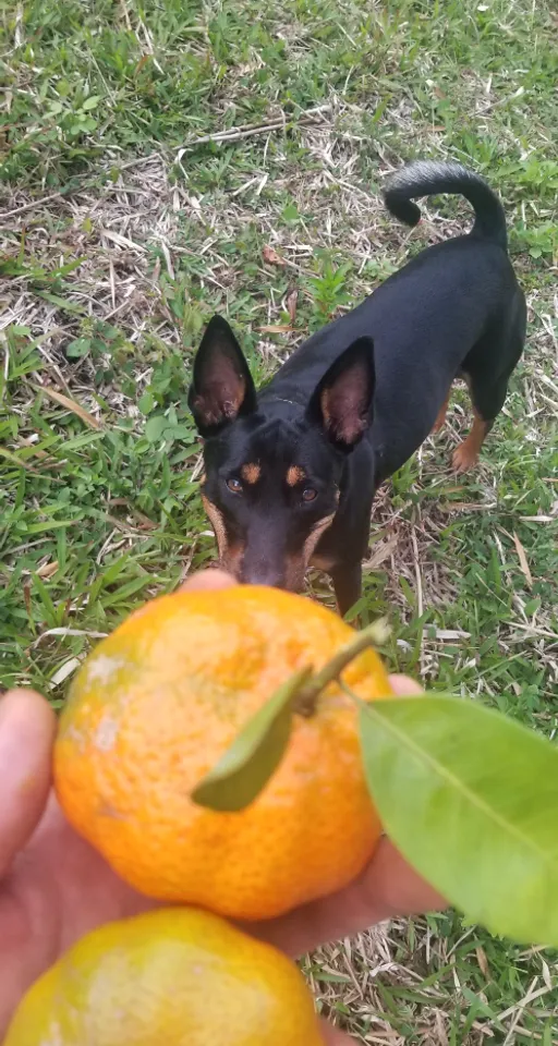 a small dog standing next to an orange