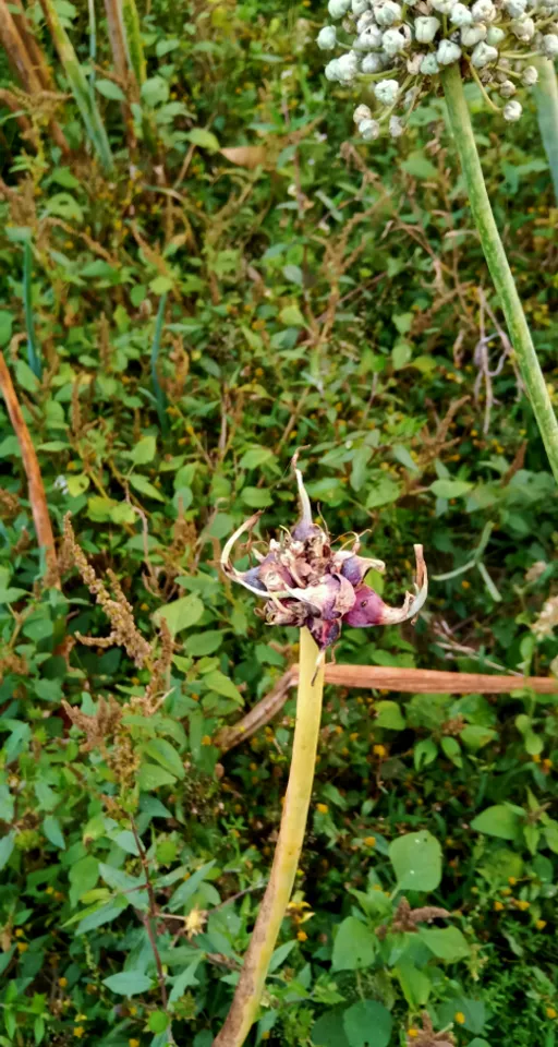 a close up of a flower on a plant