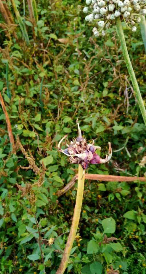 a close up of a flower on a plant