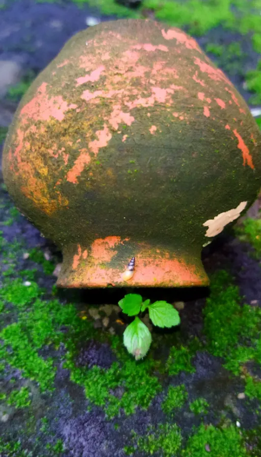 a plant growing out of an old pot