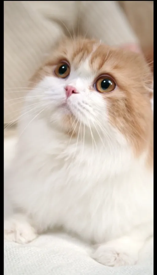 a white and orange cat laying on top of a bed