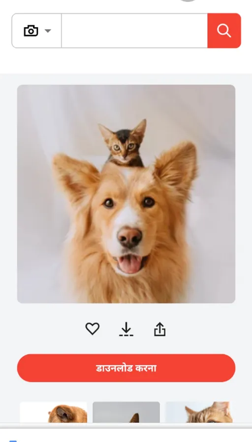 a cat sitting on top of a dog's head