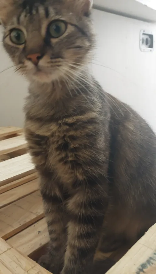 a cat sitting on top of a wooden crate