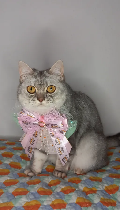 a cat sitting on a bed with a bow around its neck