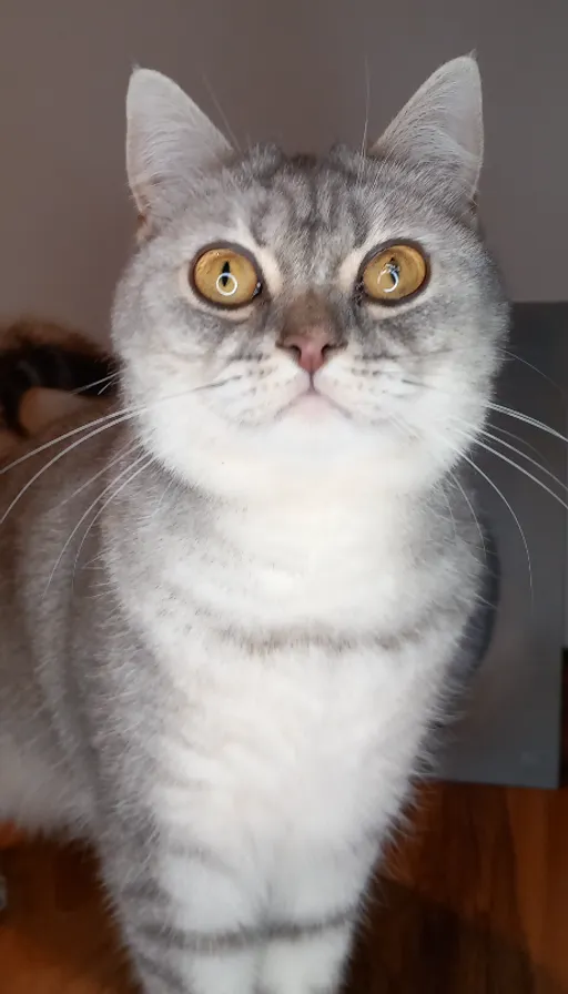 a gray and white cat sitting on top of a wooden floor