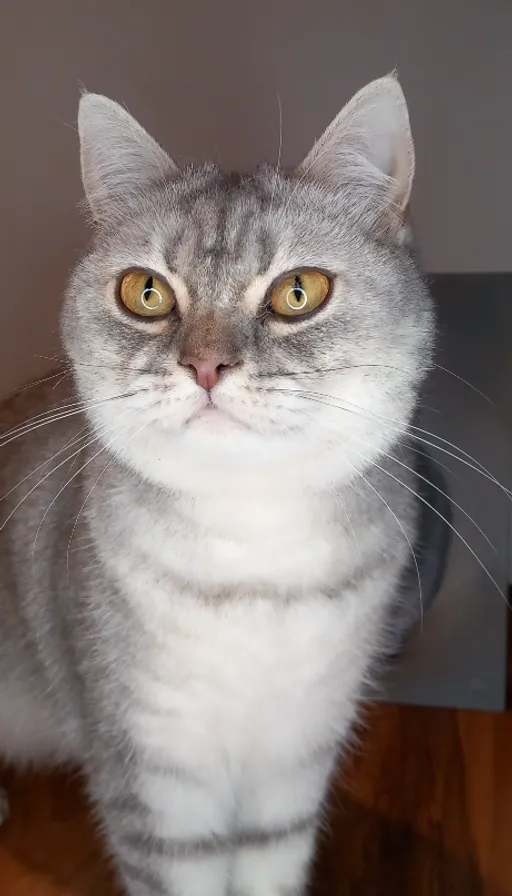 a gray and white cat sitting on top of a wooden floor