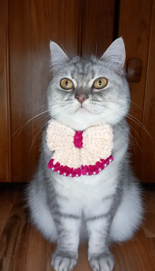 a gray and white cat wearing a red and white bow tie