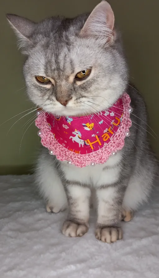 a cat wearing a pink bandana sitting on a bed