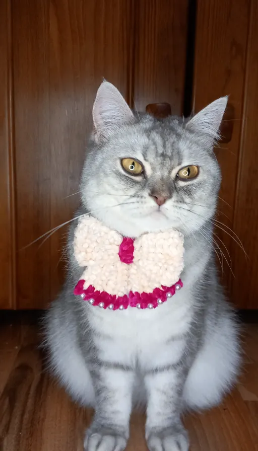 a gray and white cat wearing a red and white collar