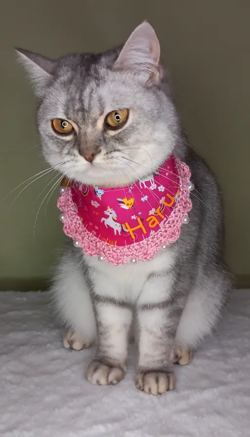 a gray and white cat wearing a pink bandana