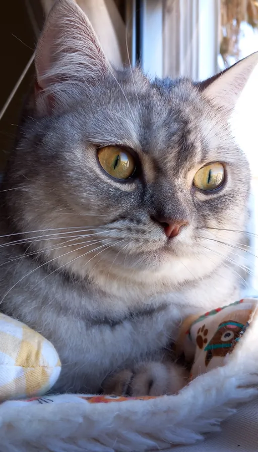 a gray cat with yellow eyes laying on a blanket