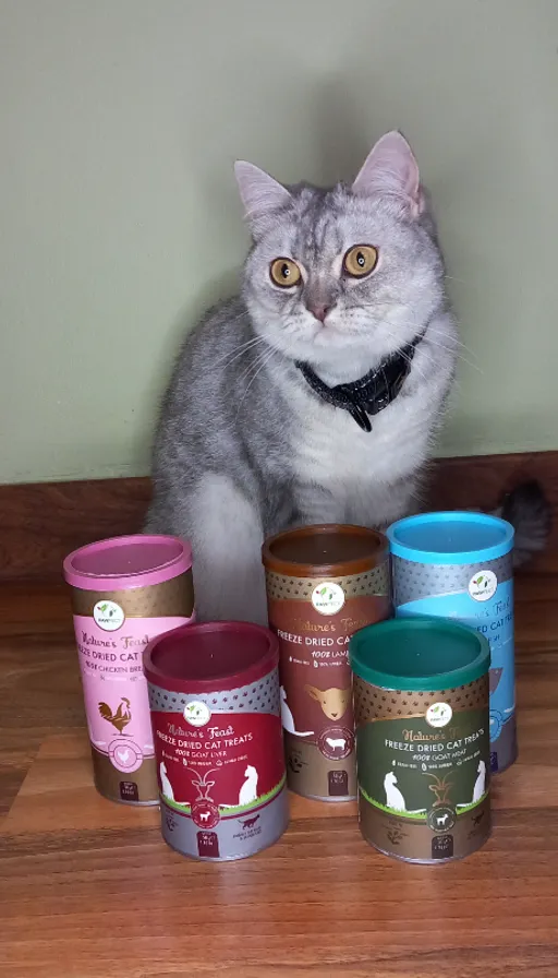 a cat sitting on top of a table next to a bunch of cups