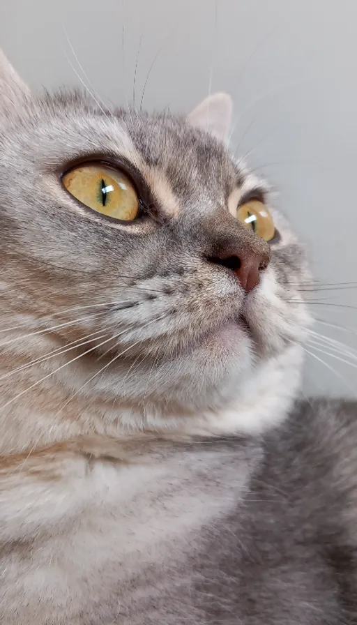 a gray cat with yellow eyes looking up