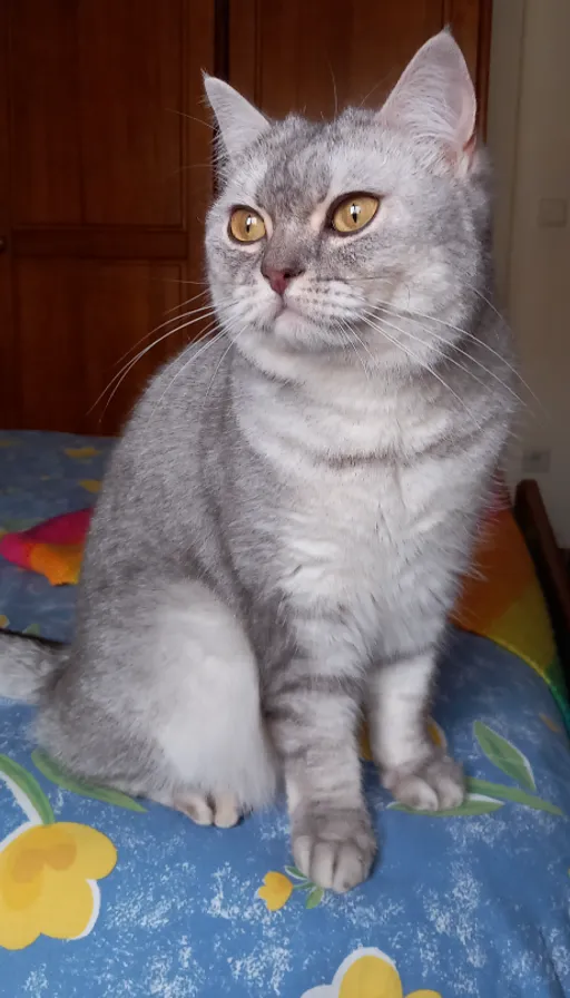 a grey cat sitting on a bed looking at the camera