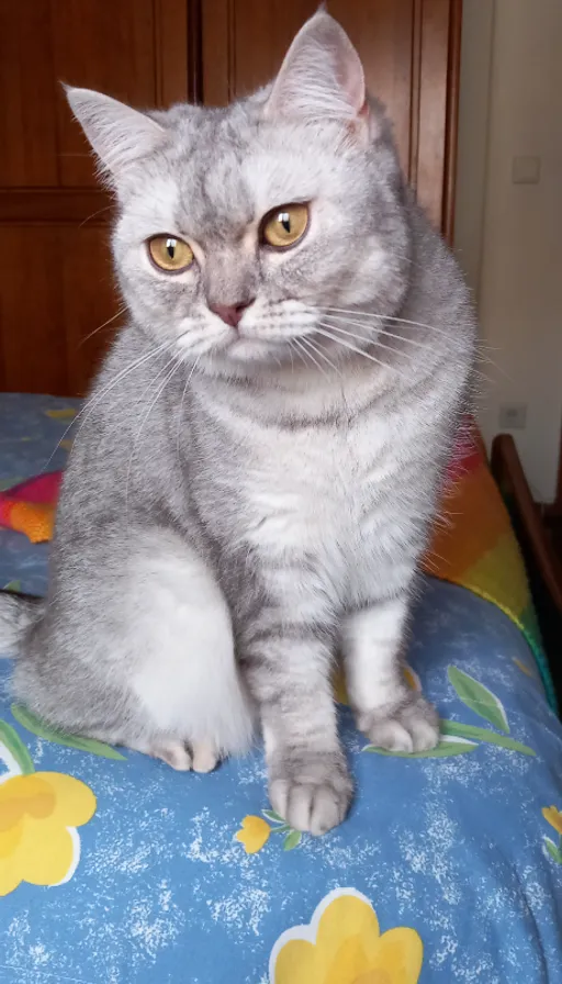 a gray cat sitting on top of a bed