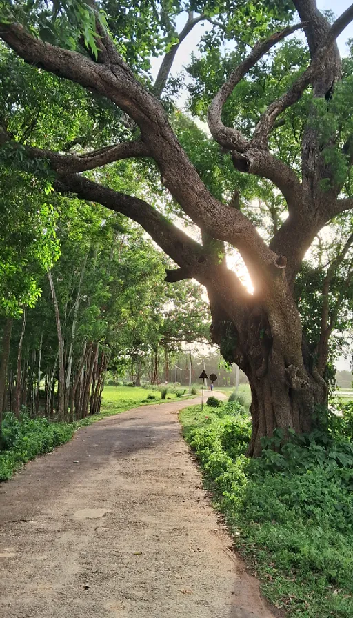 The sun shines through the branches of a large tree, high definition, photorealistic. the sun shines through the branches of a large tree, high definition, photorealistic