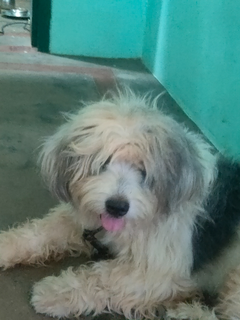 a shaggy dog laying on the... | Video by SimpleKiwi