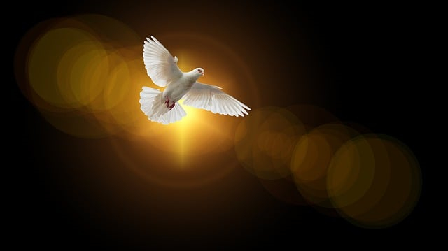 a white bird is flying in the air