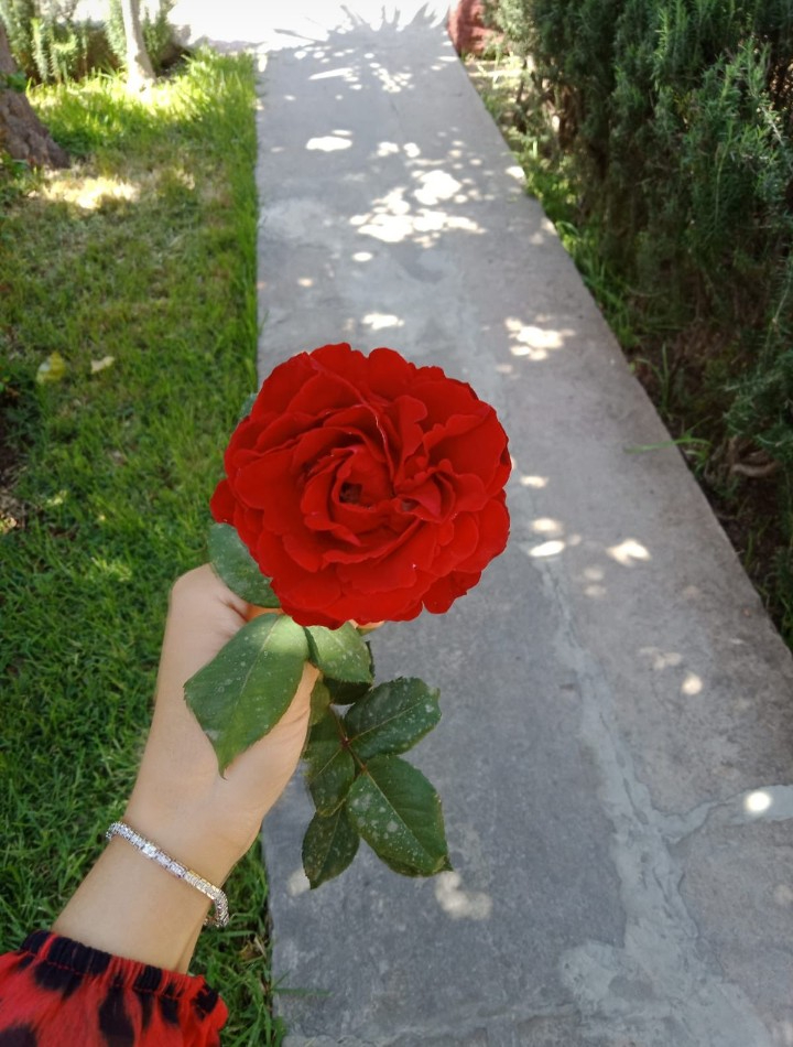 a person holding a red rose in their hand